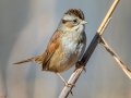 Swamp Sparrow - Kentucky Lake - Eagle Creek Embayment, Henry County, January 23, 2021