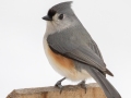 Tufted Titmouse - Yard Birds, Clarksville, Montgomery County, February 16, 2021