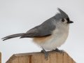 Tufted Titmouse - Yard Birds, Clarksville, Montgomery County, February 16, 2021