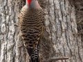 Northern Flicker (Yellow-shafted) - Paris Landing SP, Henry County, March 28, 2021
