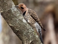 Northern Flicker (Yellow-shafted) - Paris Landing SP, Henry County, March 28, 2021