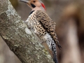 Northern Flicker (Yellow-shafted) - Paris Landing SP, Henry County, March 28, 2021
