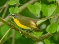 Yellow-breasted Chat (Virens) - Harpeth River State Park - Hidden Lake, Davidson County, May 21, 2021