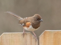 Eastern Towhee (female) - Yard Birds, Clarksville, Montgomery County, February 9, 2021