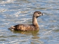 Pied-billed Grebe - Paris Landing SP, Henry County, March 28, 2021