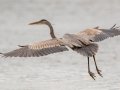 Great Blue Heron - Barkley WMA, Stewart County, April 7, 2021