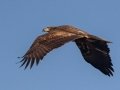 Bald Eagle (juvenile) - Tennessee NWR- Britton Ford, Refuge Headquarters, Henry County, January 23, 2021