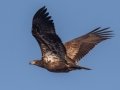 Bald Eagle (juvenile) - Tennessee NWR- Britton Ford, Refuge Headquarters, Henry County, January 23, 2021