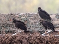 Black Vultures roosting on Duck Blind  - Barkley WMA, Stewart County, April 7, 2021