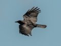 American  Crow - Paris Landing SP, Henry County, March 28, 2021