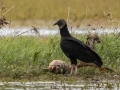 Black Vulture with dead fish  - Barkley WMA, Stewart County, April 7, 2021