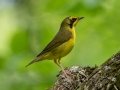 Kentucky Warbler - Harpeth River State Park - Hidden River, Davidson  County, May  21, 2021