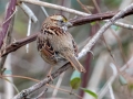White-throated Sparrow - Lock B Public Access Boat Ramp, Montgomery County, January 17, 2021