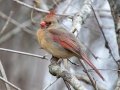 Northern Cardinal (female) - Lock B Public Access Boat Ramp, Montgomery County, January 17, 2021