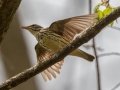 Louisiana Waterthrush - Barkley WMA, Stewart County, April 7, 2021