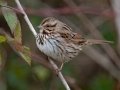 Song Sparrow - Lock B Public Access Boat Ramp, Montgomery County, January 17, 2021