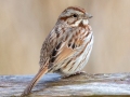 Song Sparrow - Dunbar Cave SP, Montgomery County, February 22, 2021
