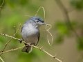 Blue-gray Gnatcatcher, getting nesting material - Barkley WMA, Stewart County, April 7, 2021