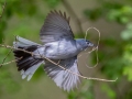 Blue-gray Gnatcatcher getting nesting material - Barkley WMA, Stewart County, April 7, 2021