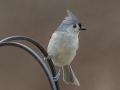Tufted Titmouse - Yard Birds, Clarksville, Montgomery County, February 9, 2021