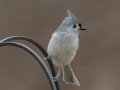 Tufted Titmouse - Yard Birds, Clarksville, Montgomery County, February 9, 2021