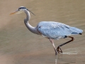 Great Blue Heron - Dunbar Cave SP, Montgomery County, February 22, 2021