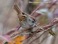 Swamp Sparrow - Lock B Public Access Boat Ramp, Montgomery County, January 17, 2021