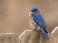 Eastern Bluebird (male) - Yard Birds, Clarksville, Montgomery County, February 9, 2021