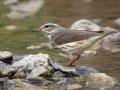 Louisiana Waterthrush - Barkley WMA, Stewart County, April 7, 2021