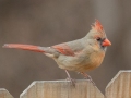 Northern Cardinal (female) - Yard Birds, Clarksville, Montgomery County, February 9, 2021