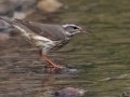 Louisiana Waterthrush - Barkley WMA, Stewart County, April 7, 2021