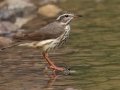 Louisiana Waterthrush - Barkley WMA, Stewart County, April 7, 2021