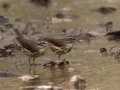 Louisiana Waterthrushes - Barkley WMA, Stewart County, April 7, 2021