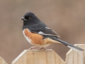 Eastern Towhee (male) - Yard Birds, Clarksville, Montgomery County, February 9, 2021
