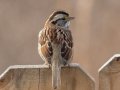 White-throated Sparrow - Yard Birds - Clarksville, Montgomery County, January 12, 2021