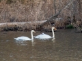 Mute Swans - near - Cross Creeks NWR - Hwy 49 Entrance, Stewart County, March 19, 2021
