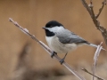 Carolina Chickadee - Yard Birds, Clarksville, Montgomery County, February 9, 2021