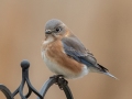 Eastern Bluebird (female) - Yard Birds, Clarksville, Montgomery County, February 9, 2021