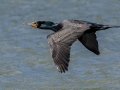 Double-crested Cormorant - Paris Landing SP, Henry County, March 28, 2021