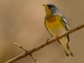 Northern Parula - Barkley WMA, Stewart County, April 7, 2021