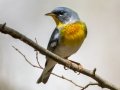 Northern Parula - Barkley WMA, Stewart County, April 7, 2021