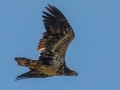 Bald Eagle (juvenile) - Barkley WMA, Stewart County, March 20, 2021