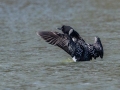 Common Loon (breeding plumage) - Paris Landing State Park, Henry County, March 28, 2021