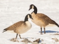 Canada Geese - Dunbar Cave SP, Clarksville, Montgomery County, February 20, 2021