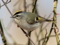 Golden-crowned Kinglet - 475 Coast Guard Rd, Buchanan, Henry County, Tennessee, January 18, 2021