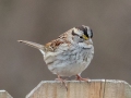 White-throated Sparrow - Yard Birds, Clarksville, Montgomery County, February 9, 2021