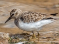 Least Sandpiper- Dunbar Cave SP, Clarksville, Montgomery County, February 20, 2021