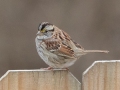 White-throated Sparrow - Yard Birds, Clarksville, Montgomery County, February 9, 2021