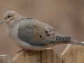 Mourning Dove - Yard Birds, Clarksville, Montgomery County, February 9, 2021