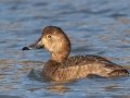 Redhead (female) - Dunbar Cave SP, Montgomery County, February 22, 2021
